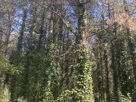 vente terrain à saint-gervais (85230) : à vendre / saint-gervais