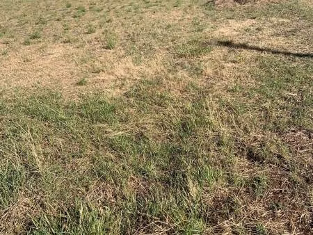 salery cevennes piemont