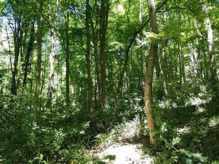 terrain boisé 8000 m2