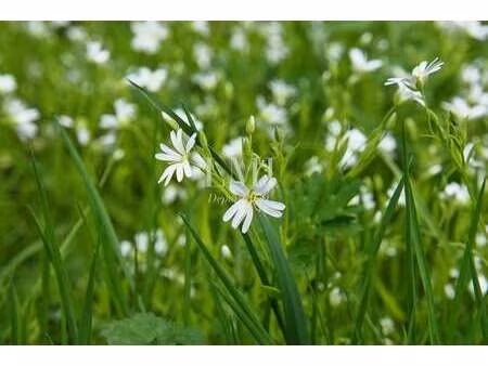 vente terrain à pont-scorff (56620) : à vendre / 641m² pont-scorff