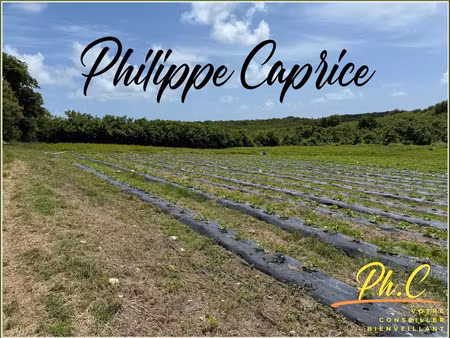 vente terrain 2000 m² à le vauclin (97280)  268 000 €