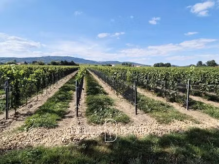 morgon mécanisables  palissés + beaujolais blanc