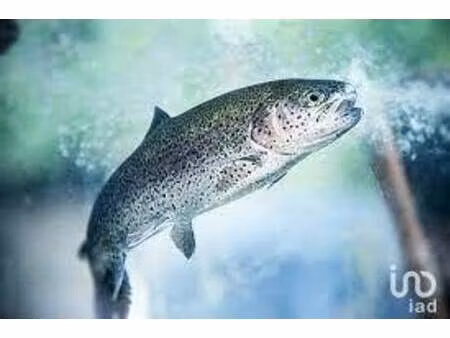 local commercial à vendre