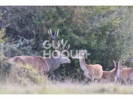 vente terrain à presly (18380)  3 500 000 €