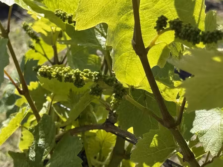 vente terrain 177143 m² à vesdun (18360)  1 694 753 €