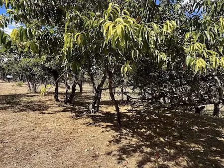 vente terrain 1380 m² à issoudun (36100)  64 000 €