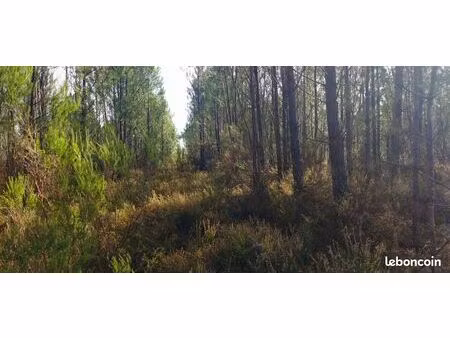 parcelle forestière en pin de 20 ans