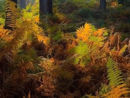 parcelles forestieres