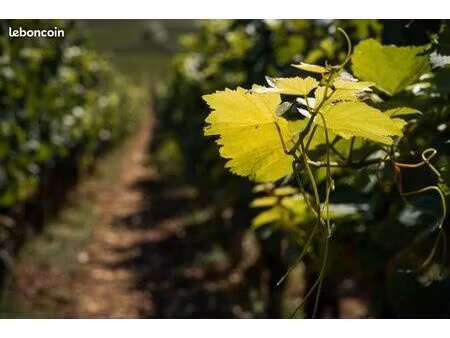 terrain 1 000 m² le pian sur garonne