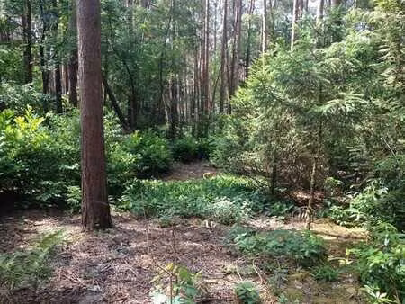 une parcelle de forêt d'épicéas à 9180 moerbeke-waas