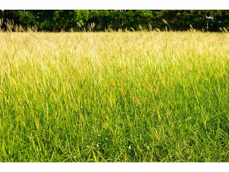 a vendre terrain pré de 4209 m2 commune du change à bassillac et auberoche