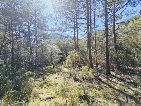 retraite en forêt à puilaurens :19405 m² de nature intacte