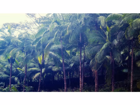 montpellier aiguelongue