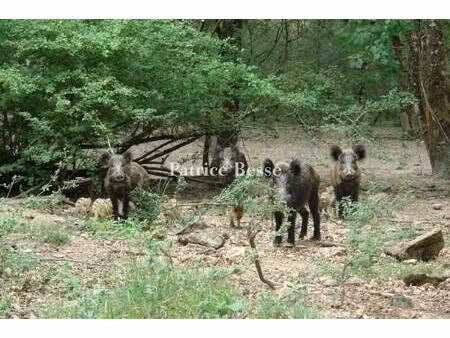 terrain de chasse à vendre