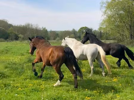 vente locaux professionnels 250 m² à houdan (78550)  975 000 €