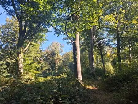foret de chênes centenaires à lobbes
