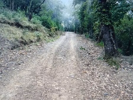 2ha de forêt à pignans