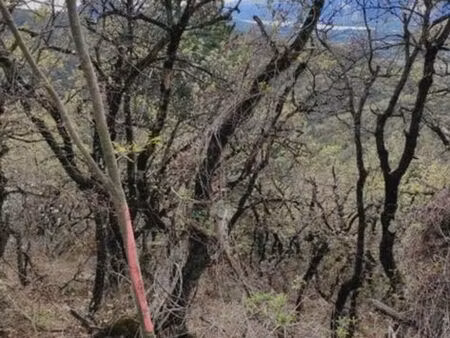 forêt 35768m² mirmande