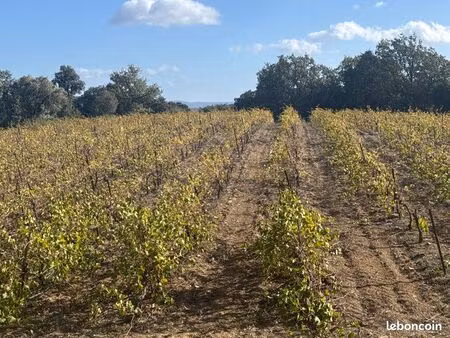 vignes  terrasse du larzac