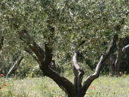 vente maison 3 pièces 100 m² à le cannet (06110)  655 000 €