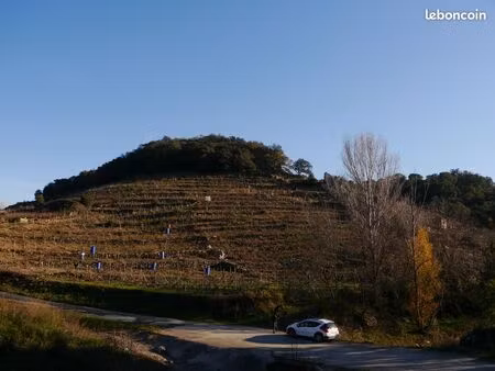 vigne collioure - lieu dit la quirolle
