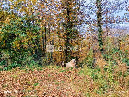 terrain serralongue à vendre