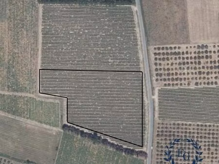 terrain agricole - vignes