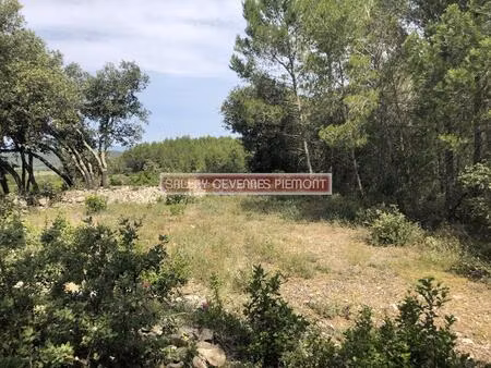 terrain boisé forêt