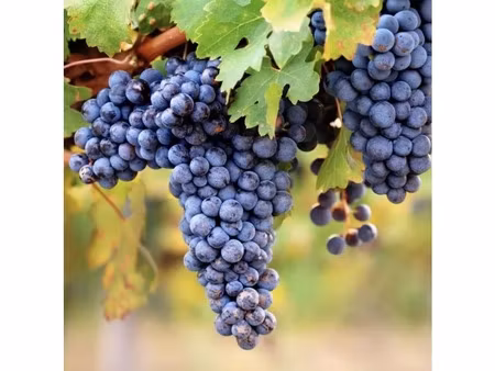 château à rafraichir à bordeaux