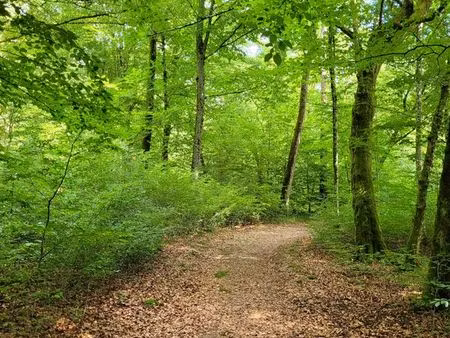 parcelle forestière