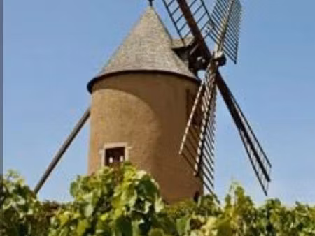 vigne aop moulin à vent