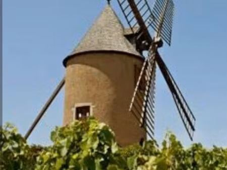 vigne aop moulin à vent