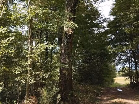 terrain / bois / forêt cheneraie 23785 m2 - le fay 71580