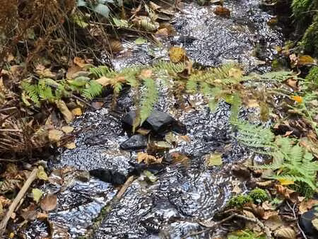 tres belle foret de feuillus à bertogne de près de 4 ha