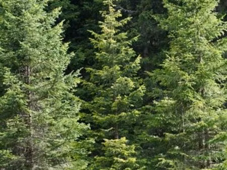 terrain boisé 13220m2