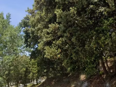 vente terrain 1246 m² à bollene (84500)  130 000 €