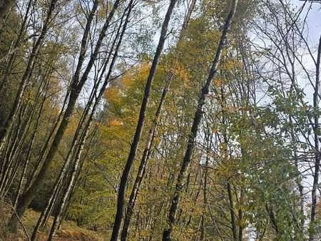 foret de feuillus bénéficiant d'un accès aisé
