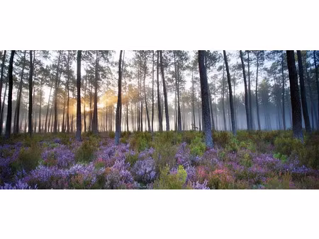 vente terrain 504 m² à saint-paul-en-born (40200)  103 800 €