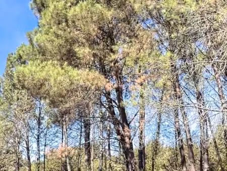 vente terrain 270 000 m²