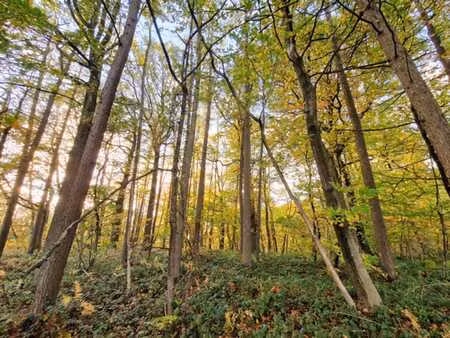 superbe terrain à bâtir boisé dans cadre d'exception