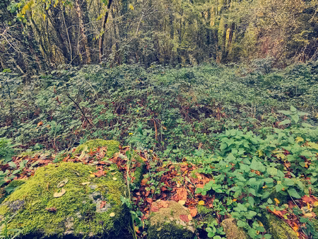 joli terrain natura 2000