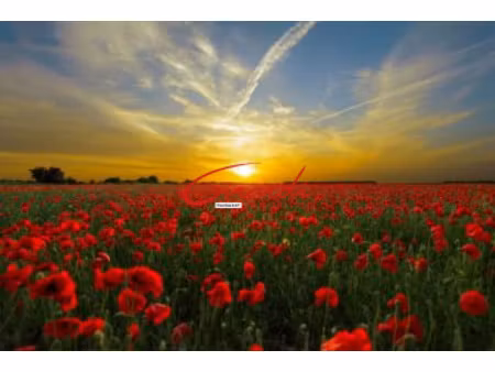 zillisheim (68720) joli terrain de construction viabilise et