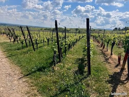 location de vignes