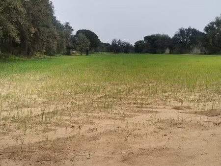 terrain pour animaux et permaculture