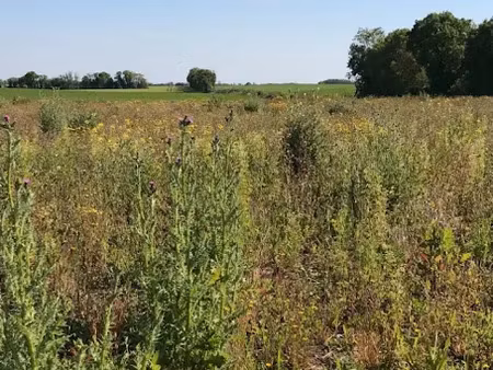 vente terrain 448 m² à ballon (17290)  65 250 €