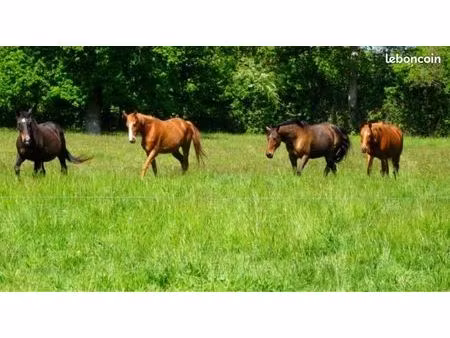 cherche terrain pour y mettre chevaux