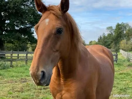 recherche pature cheval