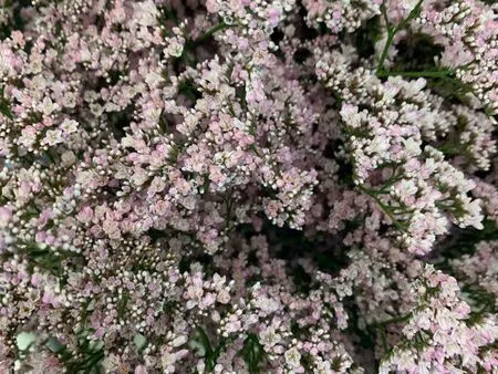 boutique place ollier