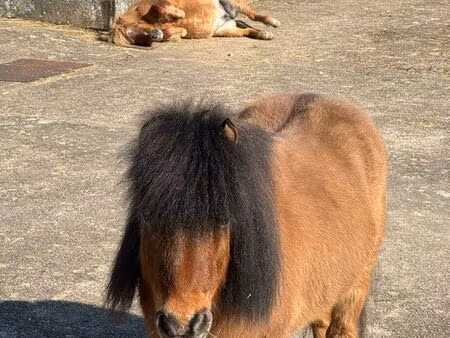 cherche terrain agricole moselle pâture ou parc pour chevaux