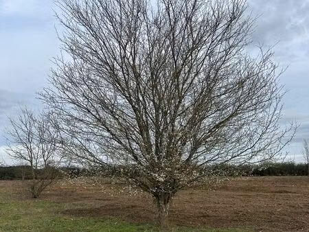 terrain 1500 m² saint-antoine-de-breuilh